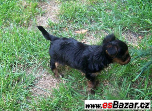 Jorkshire terrier  – fotografie 2