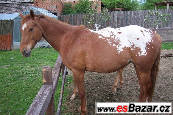 Klisna Apaloosa - 6 let – fotografie 1