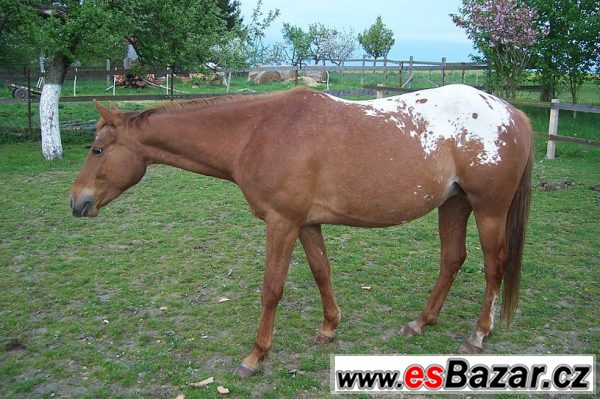 Klisna Apaloosa - 6 let – fotografie 2