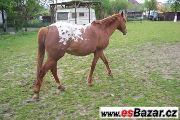 Klisna Apaloosa - 6 let – fotografie 3