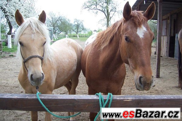 Klisna Apaloosa - 6 let – fotografie 4