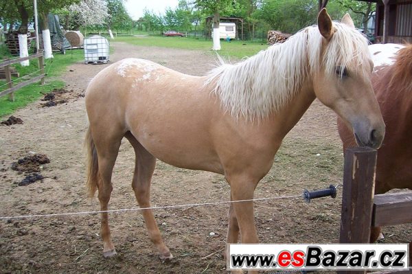 Klisna apaloosa - 1 rok – fotografie 1