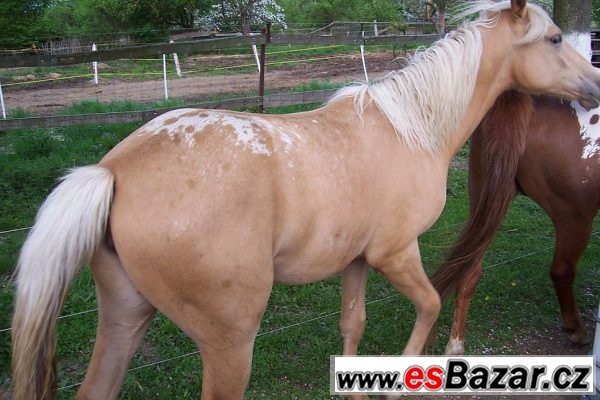 Klisna apaloosa - 1 rok – fotografie 4