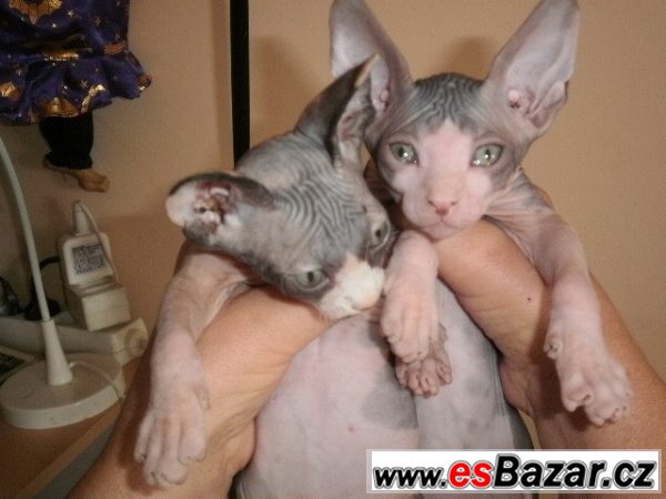 Kanadského sphynxe – fotografie 5