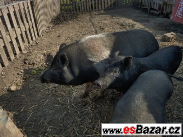 Chovnou sviňku – fotografie 2