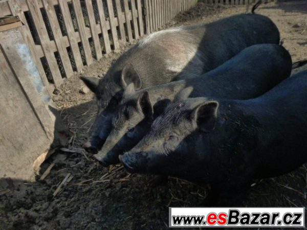 Chovnou sviňku – fotografie 3