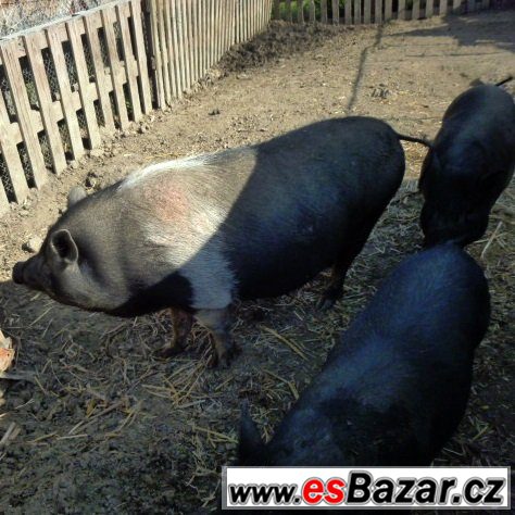 Chovnou sviňku – fotografie 4