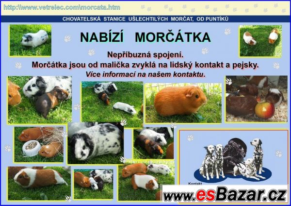 Chov morčat  – fotografie 1