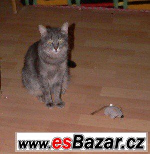 Krásná Sisi hledá domov – fotografie 1