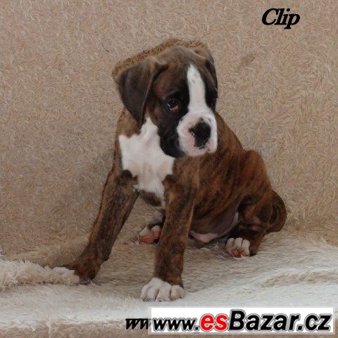 Kluci Clip a Cooper žíh.box.s PP  – fotografie 1