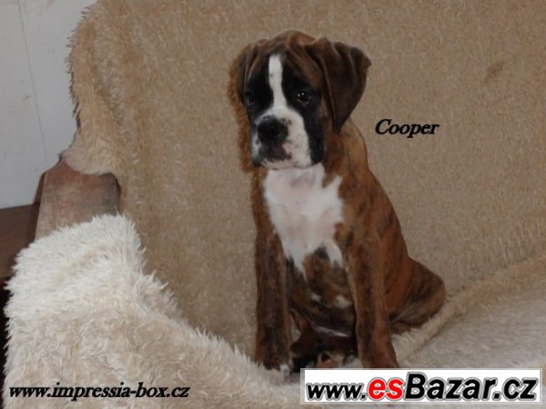 Kluci Clip a Cooper žíh.box.s PP  – fotografie 3