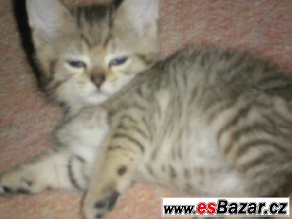 KRÁSNÁ WHISKAS KOŤÁTKA – fotografie 2