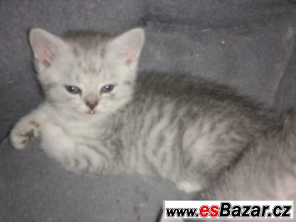 KRÁSNÁ WHISKAS KOŤÁTKA – fotografie 3