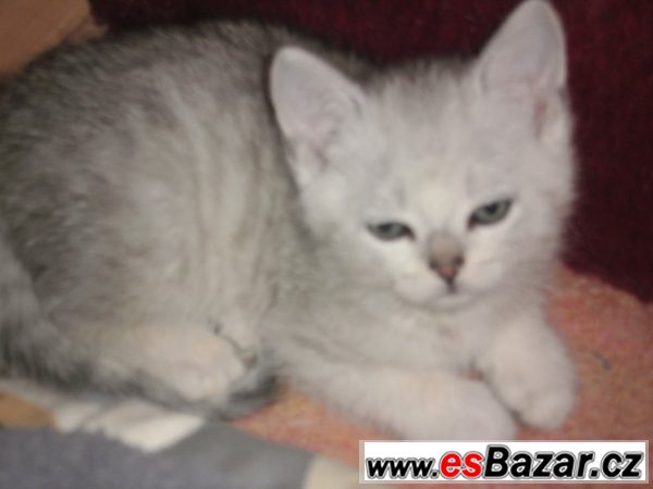 KRÁSNÁ WHISKAS KOŤÁTKA – fotografie 5