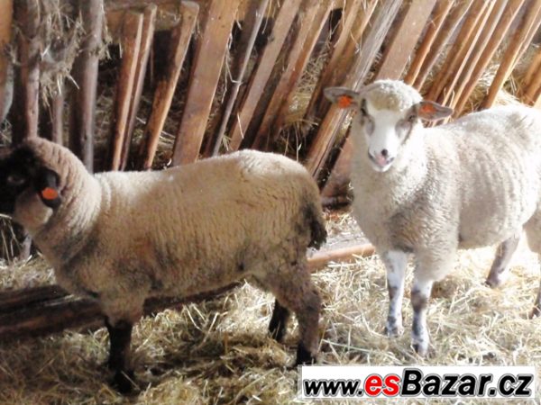 Jehňata  Suffolk – fotografie 3