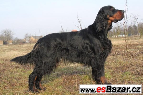 CHS zadá štěňata Gordonsetra – fotografie 2