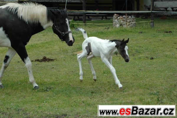 Klisna paint horse APH  – fotografie 2