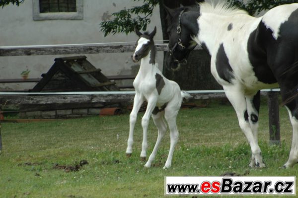 Klisna paint horse APH  – fotografie 4