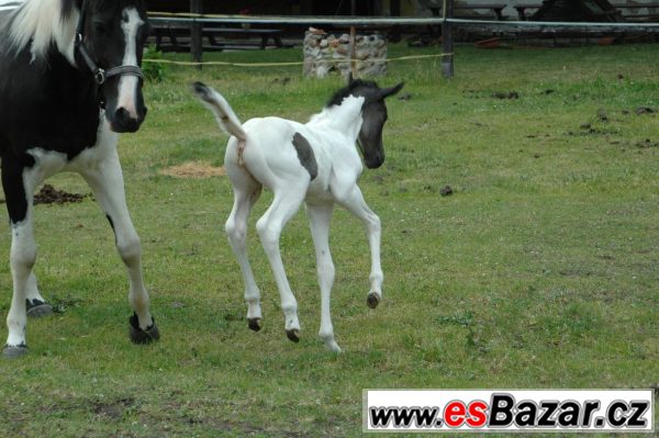 Klisna paint horse APH  – fotografie 5