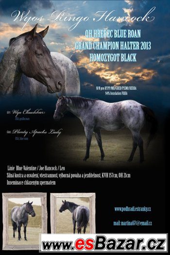 Klisna paint horse APH  – fotografie 6