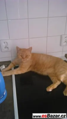 kočka britská