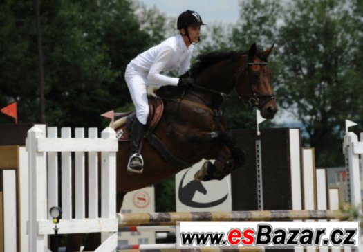 Klisna KWPN do sportu – fotografie 1