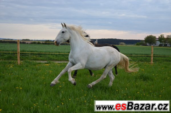 Koupím 1 nebo pár mladých koní – fotografie 1