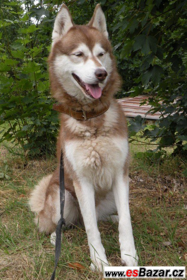 KID - Husky x - pes – fotografie 1