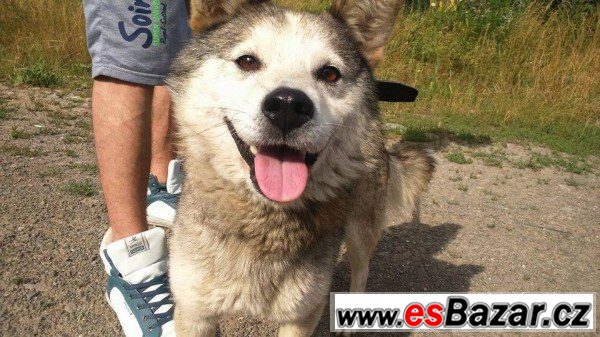 CHARLIE - Husky x - pes – fotografie 1