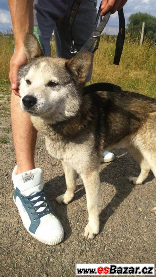 CHARLIE - Husky x - pes – fotografie 2