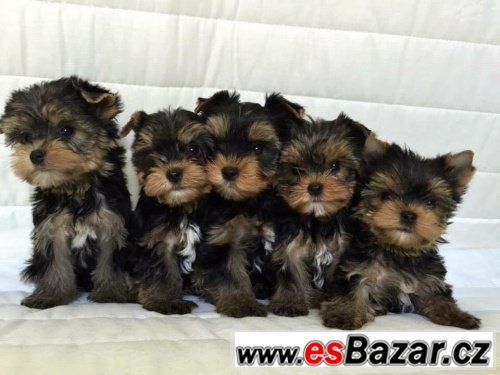 Jorkšír terrier s PP – fotografie 1