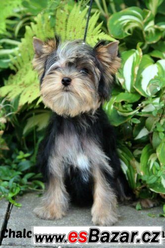 Jorkšír terrier s PP – fotografie 5