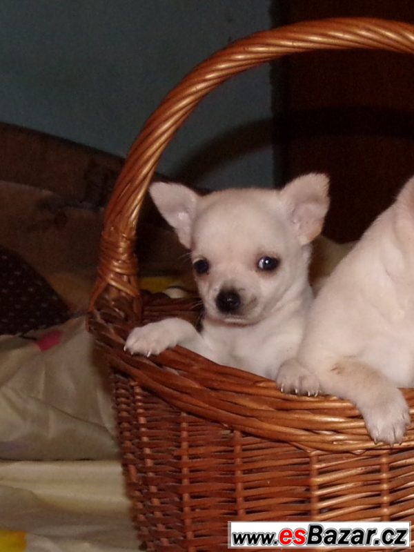 Čivava s PP krátko i dlouhosrstá – fotografie 5