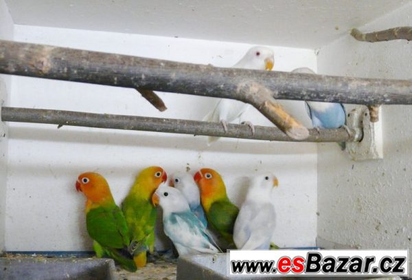Agapornis fišeri a škraboškový – fotografie 1