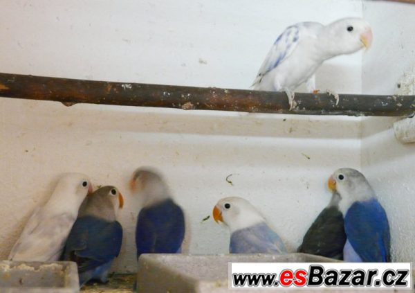 Agapornis fišeri a škraboškový – fotografie 2