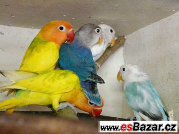 Agapornis fišeri a škraboškový – fotografie 6
