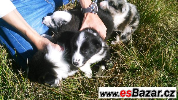 Border kolie štěnátka bez PP – fotografie 1