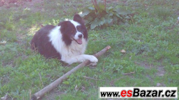 Border kolie štěnátka bez PP – fotografie 2
