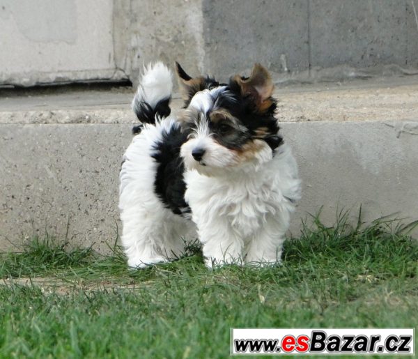 Biewer jorkšírský terrier s PP – fotografie 2