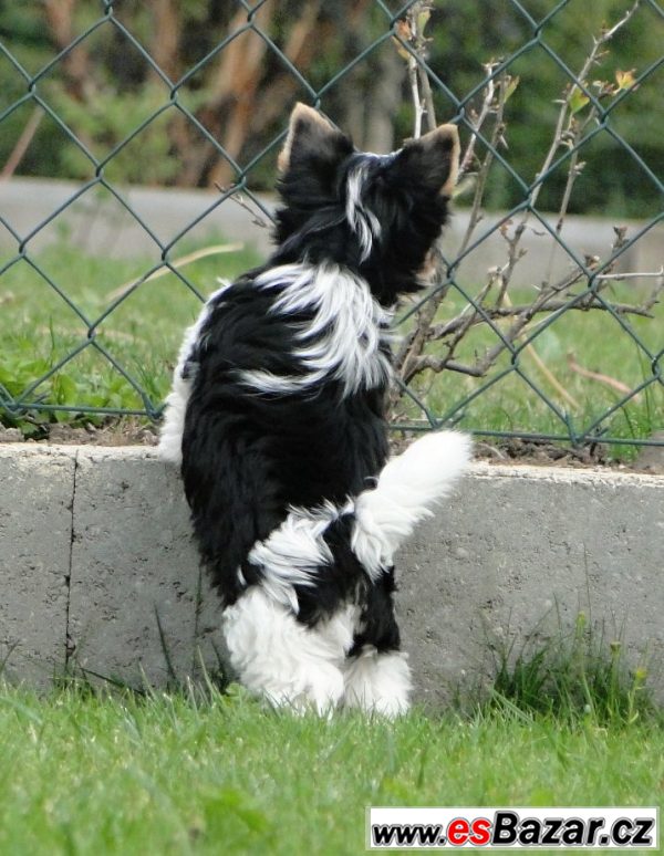 Biewer jorkšírský terrier s PP – fotografie 4