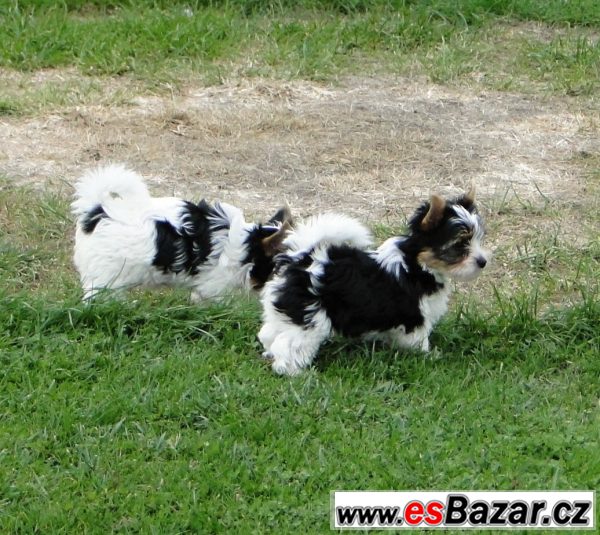 Biewer jorkšírský terrier s PP – fotografie 5