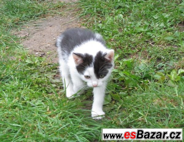 Daruji veselá, hravá koťátka – fotografie 3