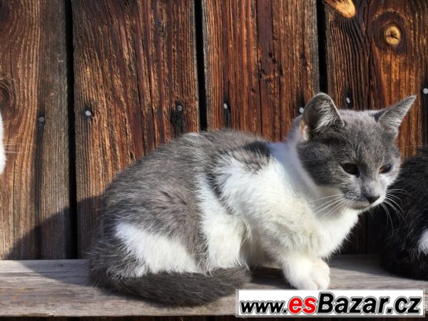 Evropská kočka - koťata  – fotografie 4