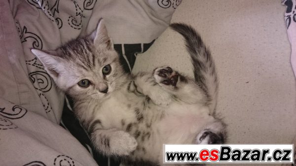 Daruji hravá koťátka – fotografie 1