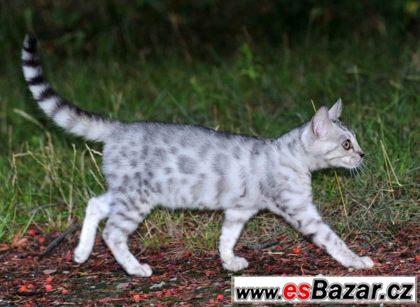 BENGÁLSKÁ STŘÍBRNÁ A HNĚDÁ KOČIČKA – fotografie 3