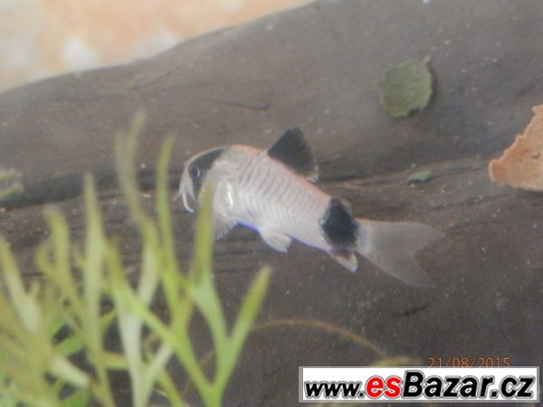 Corydoras fešáček Panda – fotografie 1