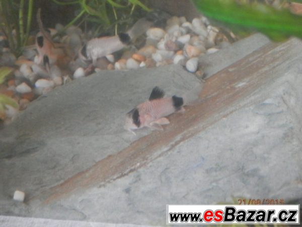 Corydoras fešáček Panda – fotografie 2