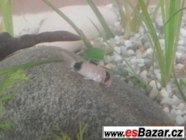 Corydoras fešáček Panda – fotografie 3