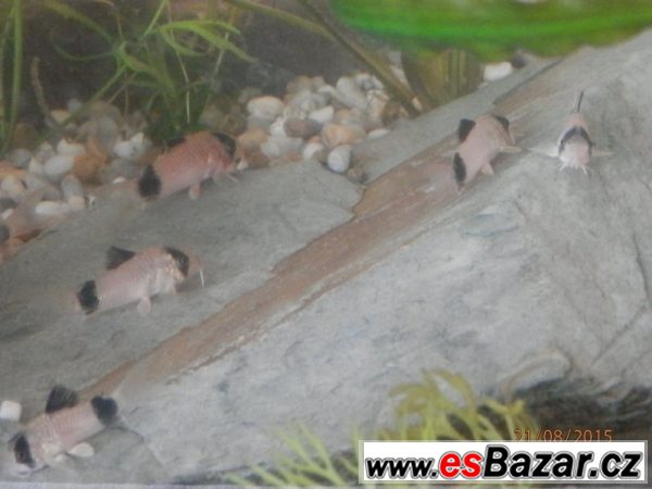 Corydoras fešáček Panda – fotografie 5