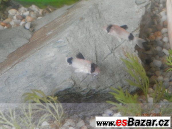 Corydoras fešáček Panda – fotografie 6